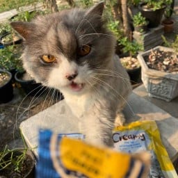 หมูกะโจ๊ก