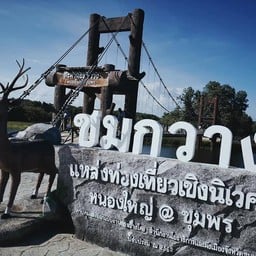 สะพานชมกวาง หนองใหญ่ ชุมพร