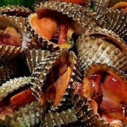 กัปตันหอยเด้ง -