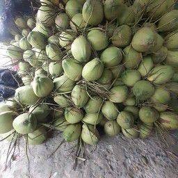 มะพร้าวน้ำหอมบ้านเเพ้ว 1ลูก