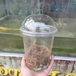 ยำกุ้งเต้น @ปูดำ ซอย 1 ปูดำซอย 1