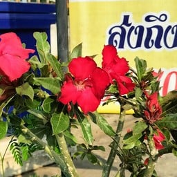 ร้านก๋วยเตี๋ยวแม่ทม ร้านก๋วยเตี๋ยวแม่ทม