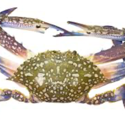 เพิ่ม ปูม้า