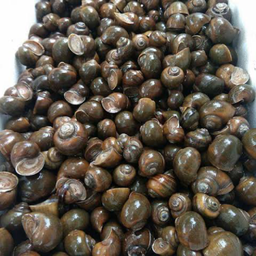 เพิ่ม หอยโข่ง