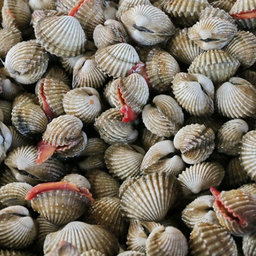 เพิ่ม หอยแครง