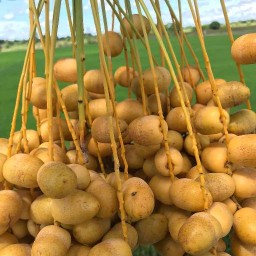 อินทผาลัมสด