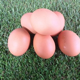 ร้านส้มตำน้องเตย