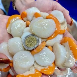 หอยเชลล์