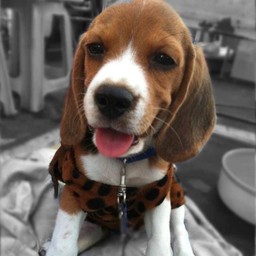 No.5 ลุงเกิ้ล