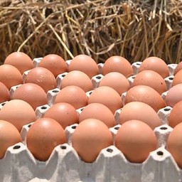 ไข่ไก่   1  แผง