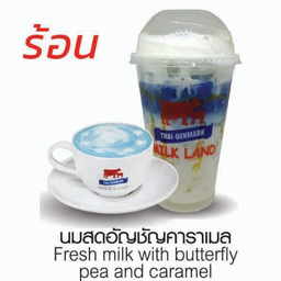 นมสดอัญชัญคาราเมล(ร้อน)