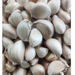 กระเทียมกลีบใหญ่