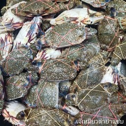 เพิ่มปูม้า
