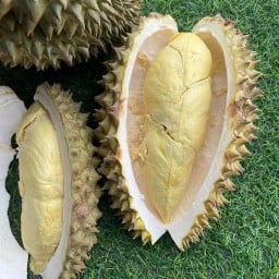 ทุเรียนลำลำ