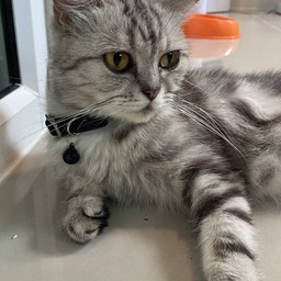 ให้กำลังใจซีลีน