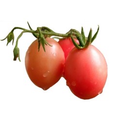 มะเขือเทศสีดา(ลูกเล็ก)