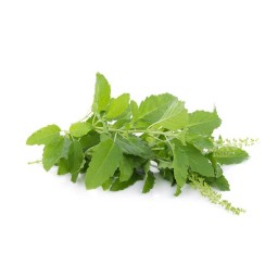 กระเพรา