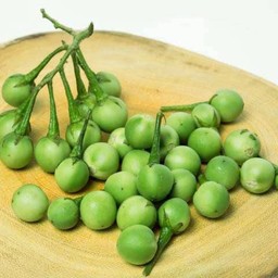 มะเขือพวง