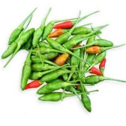 พริกขี้หนู