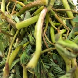 ผัดยอดกระเฉดหมูกอบกับข้าว