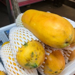 มะละกอ ฮอลแลนด์