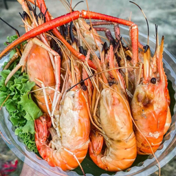 กุ้งเผ่าเกลือ