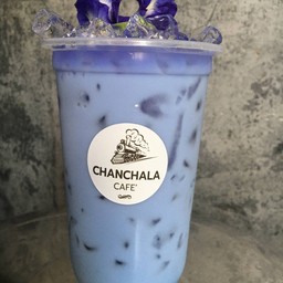 เผือกนมสด