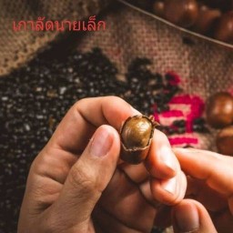 เกาลัดนายเล็ก เยาวราช