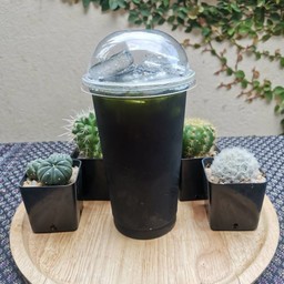 ชาเขียว เย็น