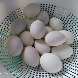 ไข่เค็ม