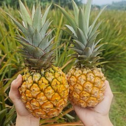 ภูแล นครเชียงราย ตลาดอู้ฟู่  อาคาร2