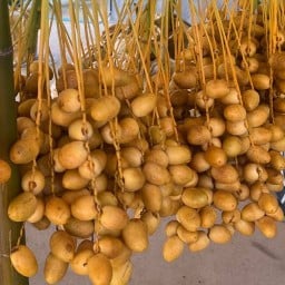 Imperial Date Palm