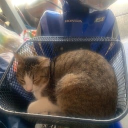 ก๋วยเตี๋ยวเนื้อท่าเคียน