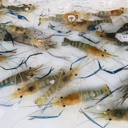 รัต อาหารทะเลและแช่แข็ง