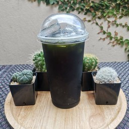 ชาเขียว ( คีโต )