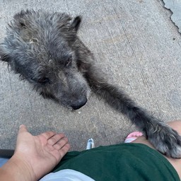 ซื้อหมูย่างให้หยองก๋อยหมาจรหน้าร้าน หมูไม้ละ