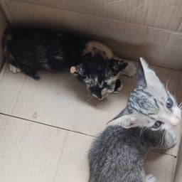 น้องถุงเงิน