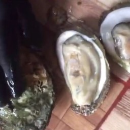 หอยนางรมกระบี่(1ชุด2ตัว)