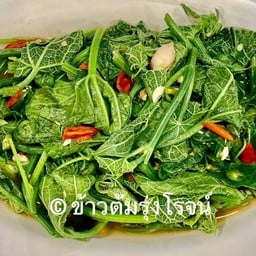 ยอดฟักแม้วผัดน้ำมันหอย