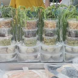 หอยนางรมทรงเครื่อง.ไชกลาง