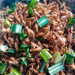 แมงสะดิ้งเลี้ยงทอด(กรอบมันอร่อย)