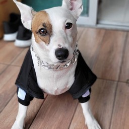 ทิปเล็กๆน้อยๆ ร่วมทำบุญอาหารสุนัขแมวจรจัดกับท่านCEO