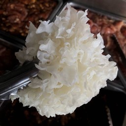 เห็ดหูหนูขาว