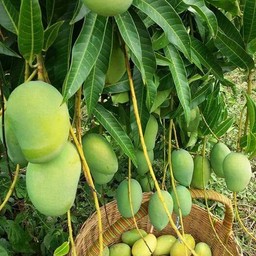 /เปรี้ยว+กะปิหวาน