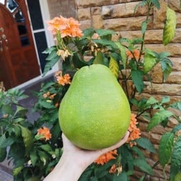 ส้มโอทับทิมสยาม by บ้านสวนจันทรานนท์