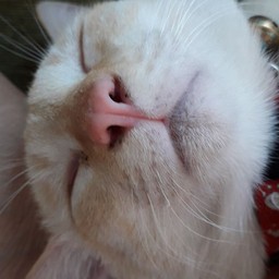 โอมากาสั่ง