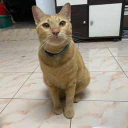 น้องแครอท