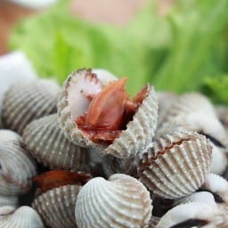 สำนักหอยตุ้งติ้ง สาขา อินทามาระ49