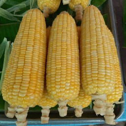 อ้อข้าวโพดต้ม(ตลาดวัดในไร่)