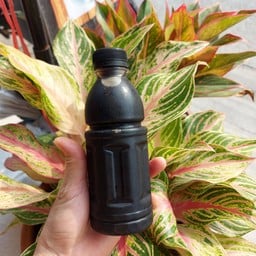 น้ำโอเลี้ยง